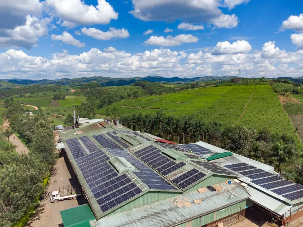 Kyamuhunga Tea Company